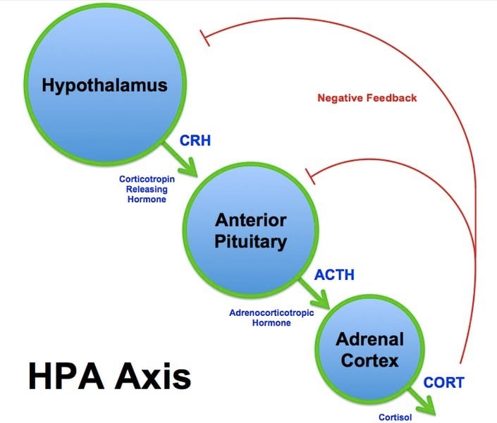 This is a diagram of the hpa axis.