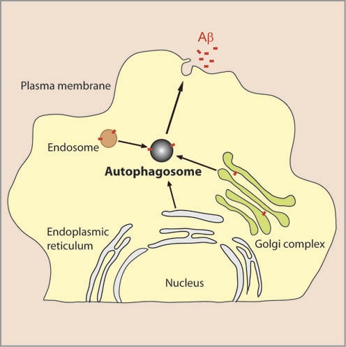 The image shows role of autophagy in Aβ secretion from neurons.