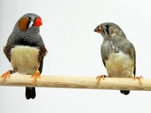 The image shows an adult male zebra finch with a juvenile male. 