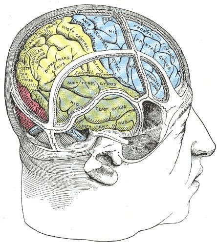 This is an illustration of a brain in an open skull.