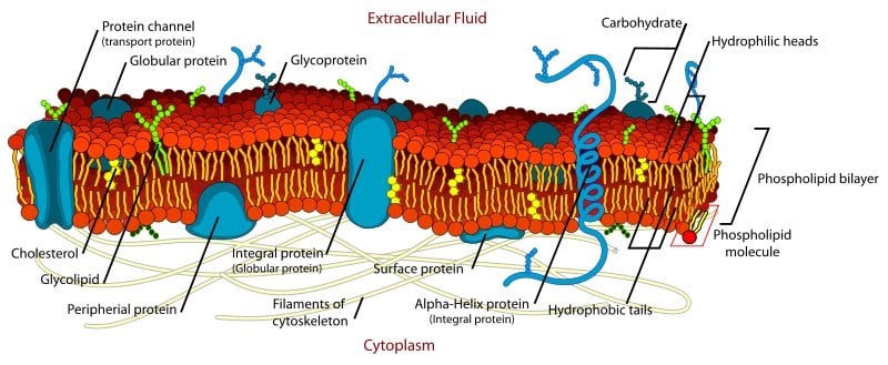 Shown is a diagram of a cell membrane.