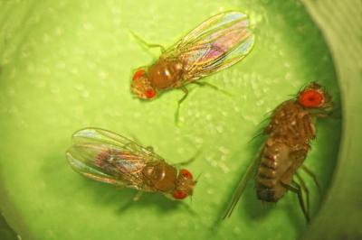 The image shows Drosophila flies.