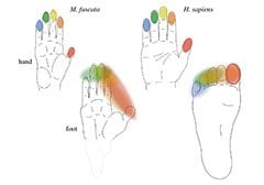 This is a map of the hand and foot.