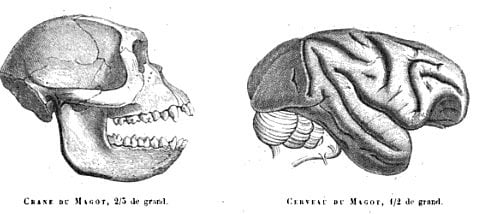 This image shows a Barbary macaque skull and brain.