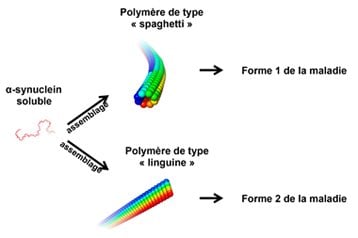 The iamge shows the spaghetti type polymer. The caption best describes the image.