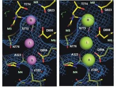 The figure shows the tunnel-like entry point to the binding sites of the sodium-potassium pump in the sodium-bound state.