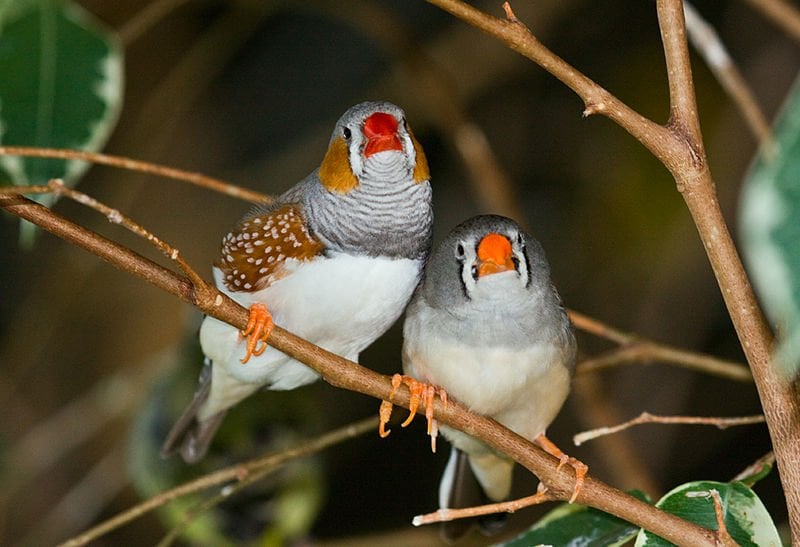 The image shows two zebra finches.