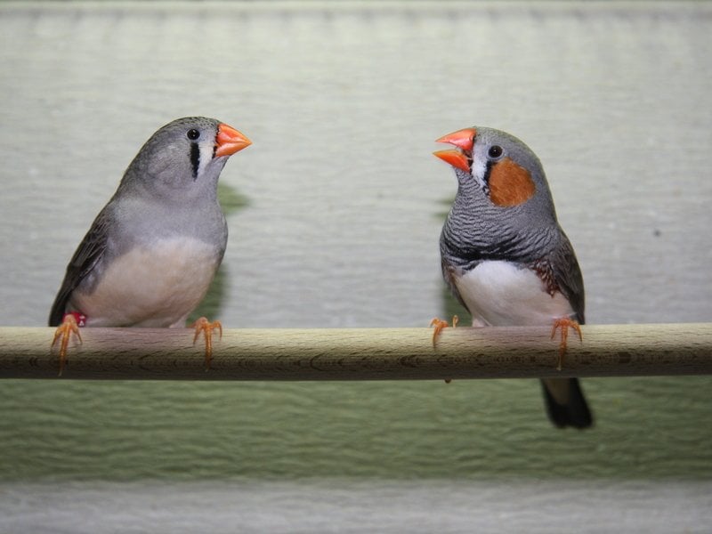 Brain And Song Structure In Zebra Finches Strongly Influenced By Environment Neuroscience News,10 Year Anniversary Ideas For Husband