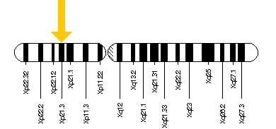 The image shows the location of the ARX protein on the X chromosome.