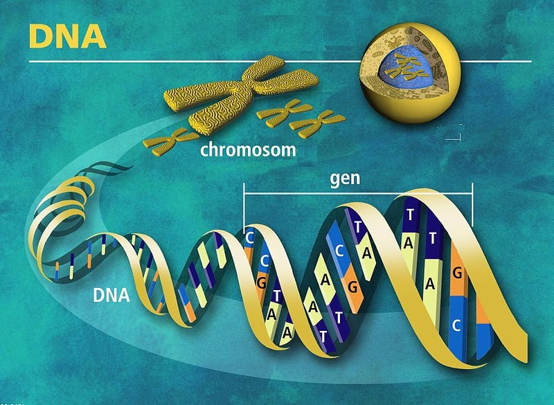 This is an illustration of DNA.
