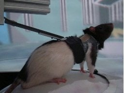 This is a rat in the virtual reality environmant.
