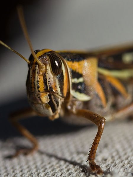 This is an image of a locust (Schistocerca americana).