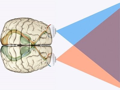 The image shows a brain and visual processing lines.