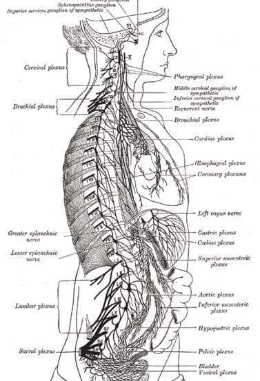 this is a diagram of the sympathetic nervous system.