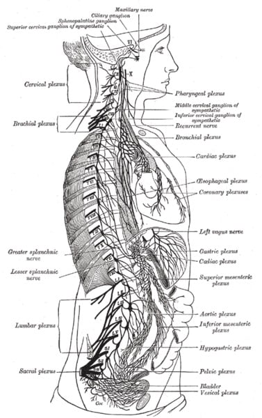 this is a diagram of the sympathetic nervous system.