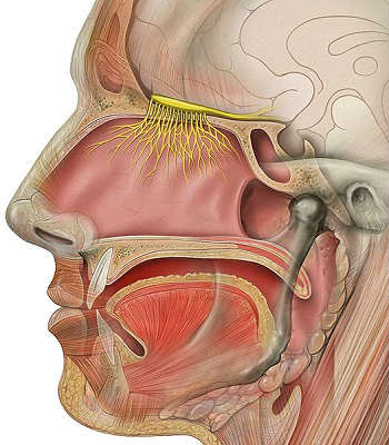 This image shows the head and olfactory nerve.