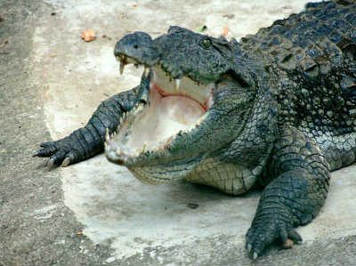 This is a mugger crocodile.