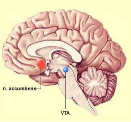 This image shows the location of the nucleus accumbens in the human brain.