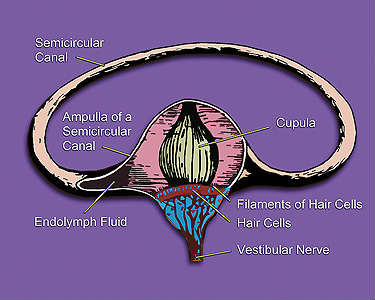 The image is an illustration of one of the three semicircular canals of one inner ear and associated structures.