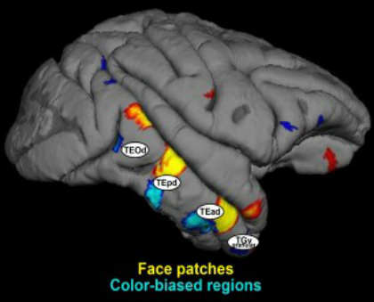 The image shows the locations of the brain at work.