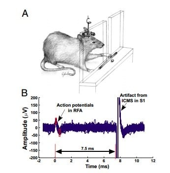 The image shows a rat with the BMI attached and electrical recording output.
