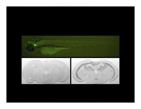 The image shows elecrophysiology slides of the zebrafish.