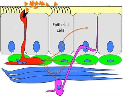 This is a diagram of the airway lining.