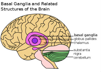 This is a diagram of the brain with the basal ganglia labelled. 