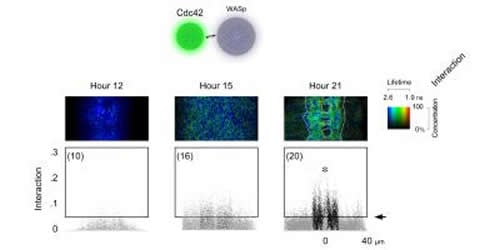 This image shows FRET between neurons.