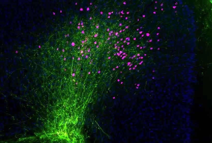 This image shows stained axons and neurons in the mouse cerebral cortex.