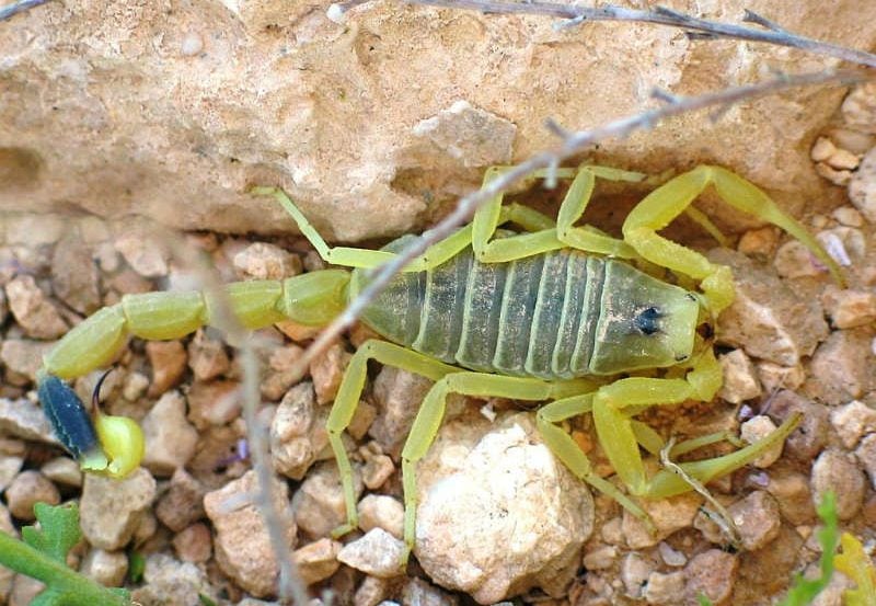 This is a deathstalker scorpion.
