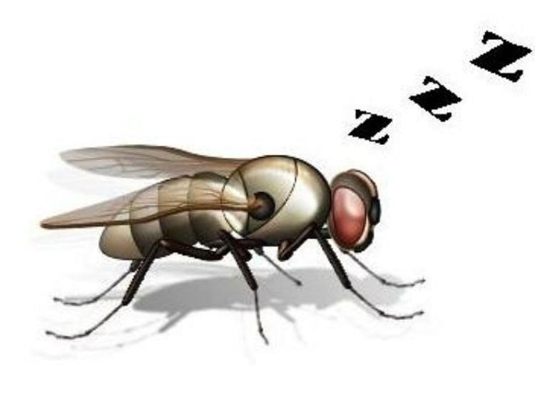 This is a drawing of a fruit fly with z's coming out of its mouth, as if it were snoring.