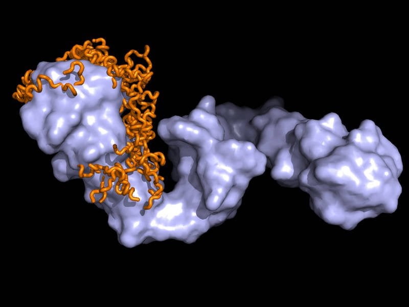This is a model representation of hsp90 and tau binding.