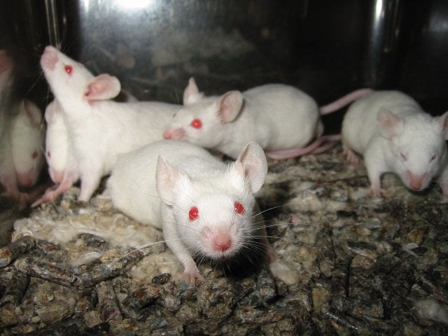 This is a picture of some lab mice in a clear cage.