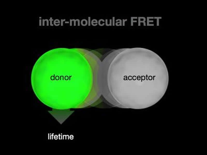 This diagram shows two circles, one grey and one green, which explain inter molecular FRET.