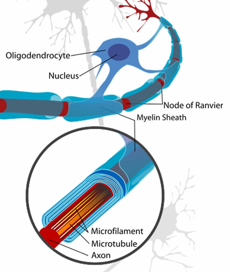 This is a neuron cell diagram, cropped to show oligodendrocyte and myelin sheath.