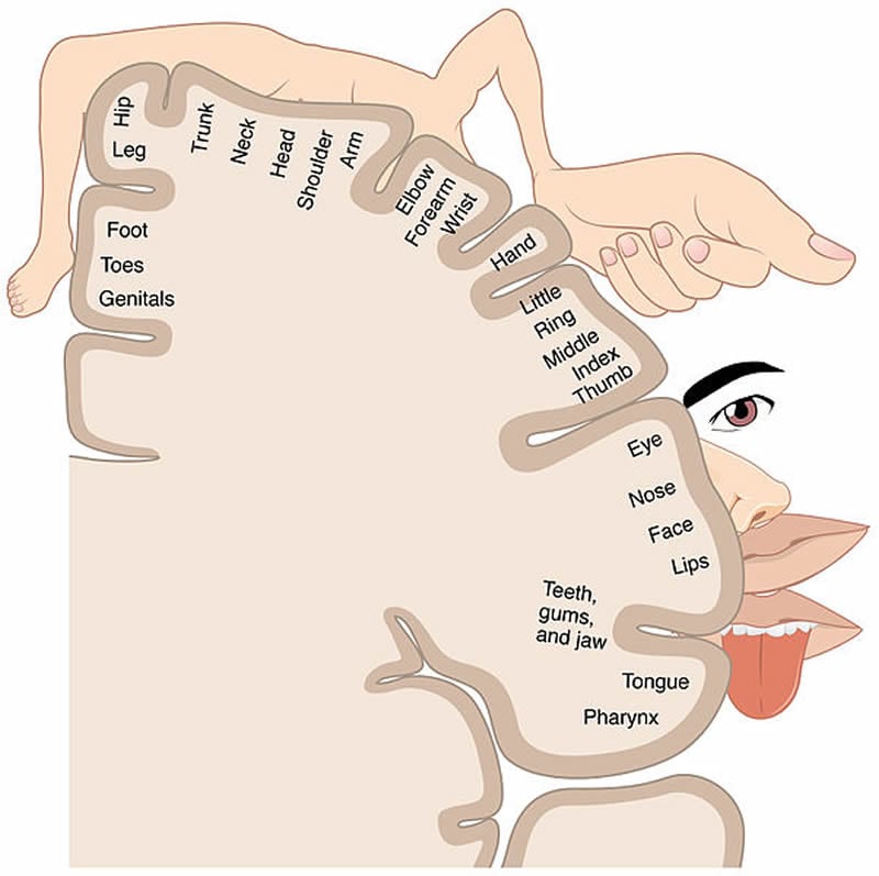 This is an illustration of the homunculus.