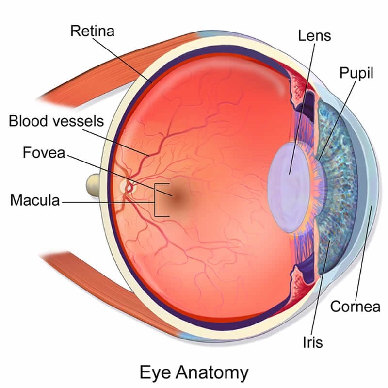 This is an anatomical diagram of an eye.