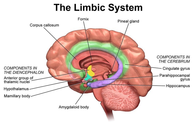 The image is a drawing of the brain with the areas of the limbic system labeled.