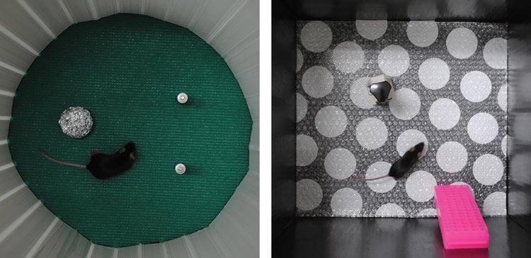 These are stills from the experiment. One shows mice on a green floor, the other shows them on a spotted patterned floor.