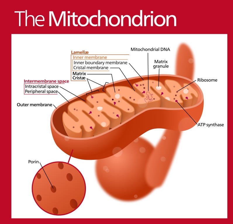 This is a diagram of a mitochondrion.