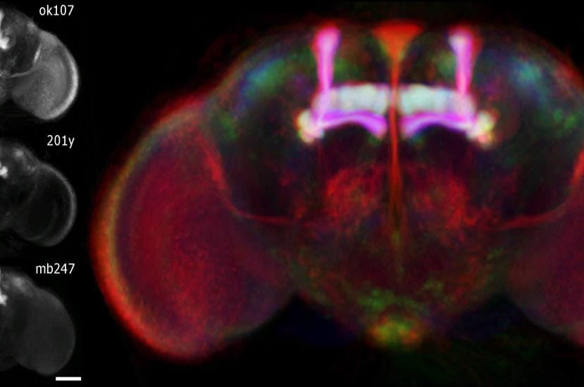 The mushroom cells are highlighted in white and pink in these brain scans.