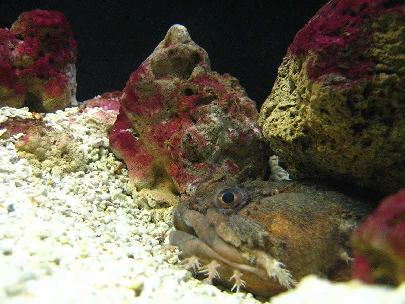This is a toadfish.