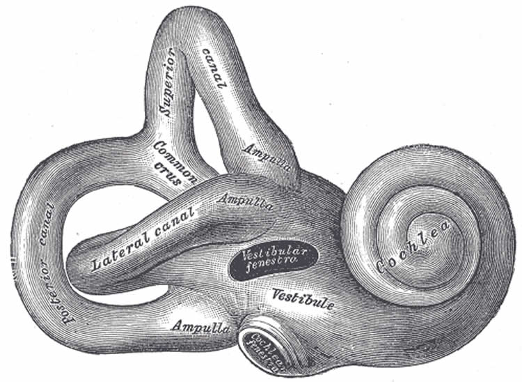 This is a drawing of the vestibular system.