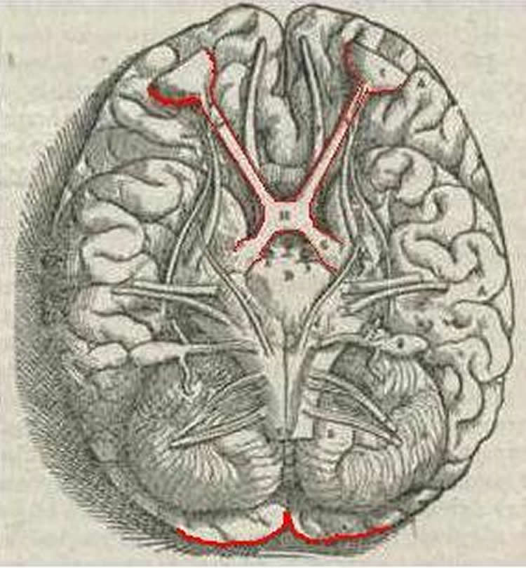 This image of the brain has the visual system outlined in red.