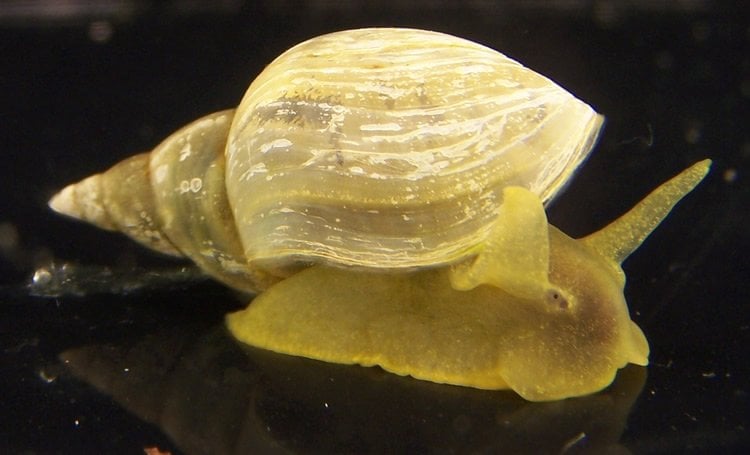 This image shows a Lymnaea stagnalis pond snail.