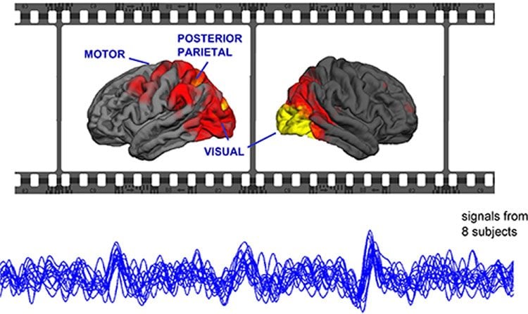 The image shows the areas of the brain light up under MEG when watching movies and also the brain wave pattern.