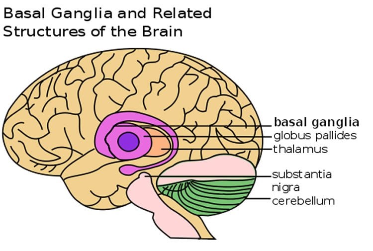 The image shows the location of the basal ganglia in the brain.