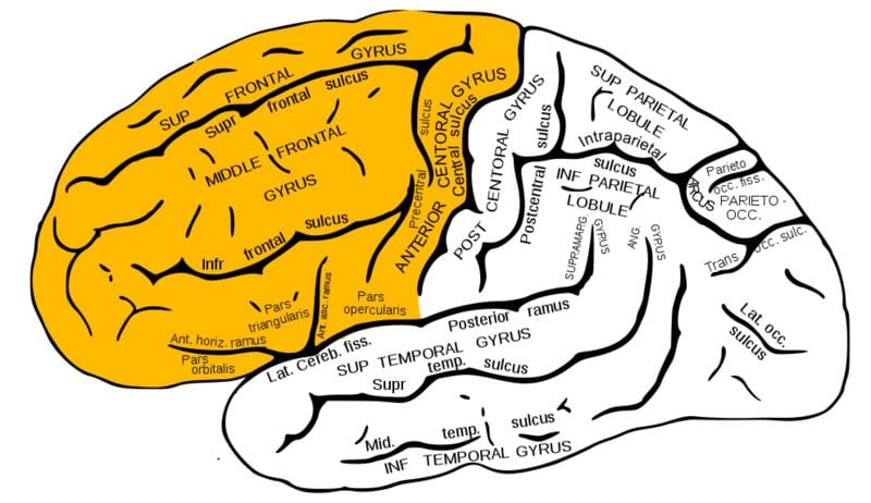 The image a brain with the frontal lobe highlighted in yellow.