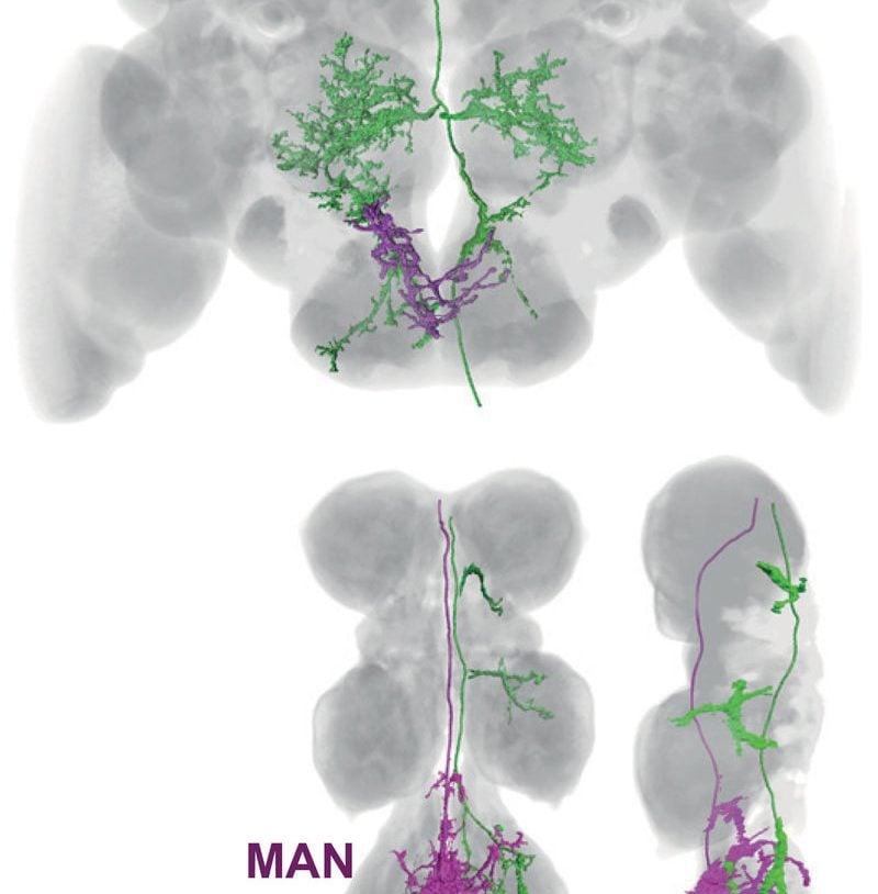 The image shows both the MDN and MAn neural networks in the fly brain.